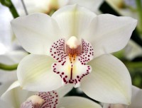 /album/%ce%b1%ce%b3%ce%ac%cf%80%ce%b7-%ce%b5%cf%81%cf%89%cf%84%ce%ac%cf%82/orcidea-trianafilou-2-jpg2/